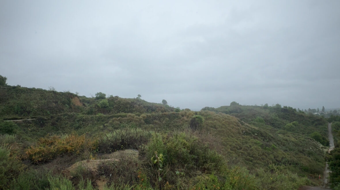Hiking in the Redwood Grove
